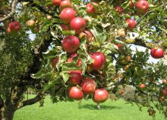 Выращивание яблони из семян