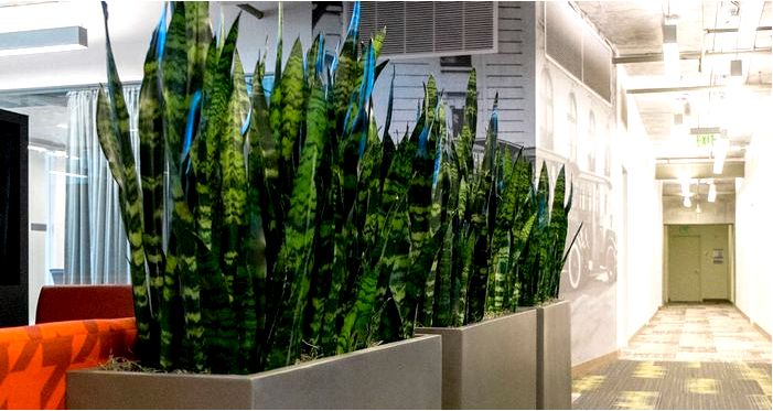 8 преимуществ растительных стен для офисных помещений