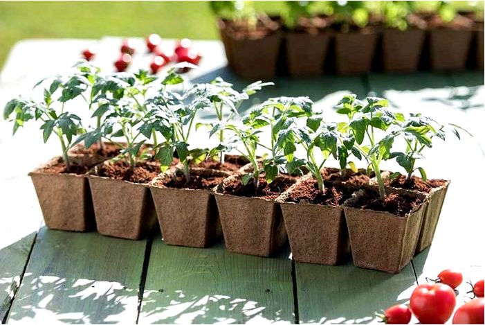 Как вырастить овощи прямо из семян в своем саду