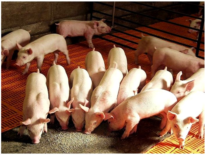 Як правильно вибрати корм для свиней?правильный