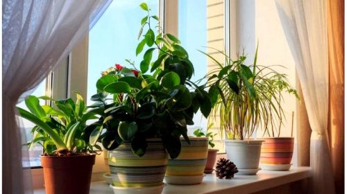 Советы по выбору горшков для комнатных растений