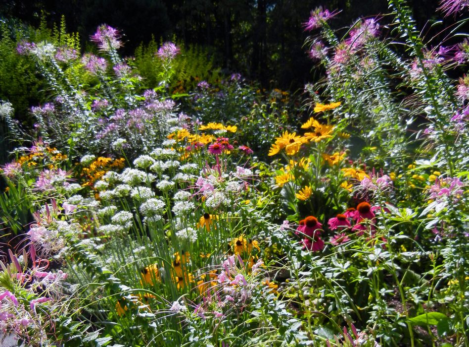 Самые красивые растения для солнечного сада! - ТОП-5 цветов и растений