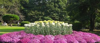 Самые красивые растения для солнечного сада! – ТОП-5 цветов и растений