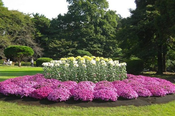 Самые красивые растения для солнечного сада! – ТОП-5 цветов и растений