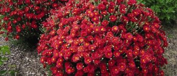 Хризантемы: посадка и уход в саду